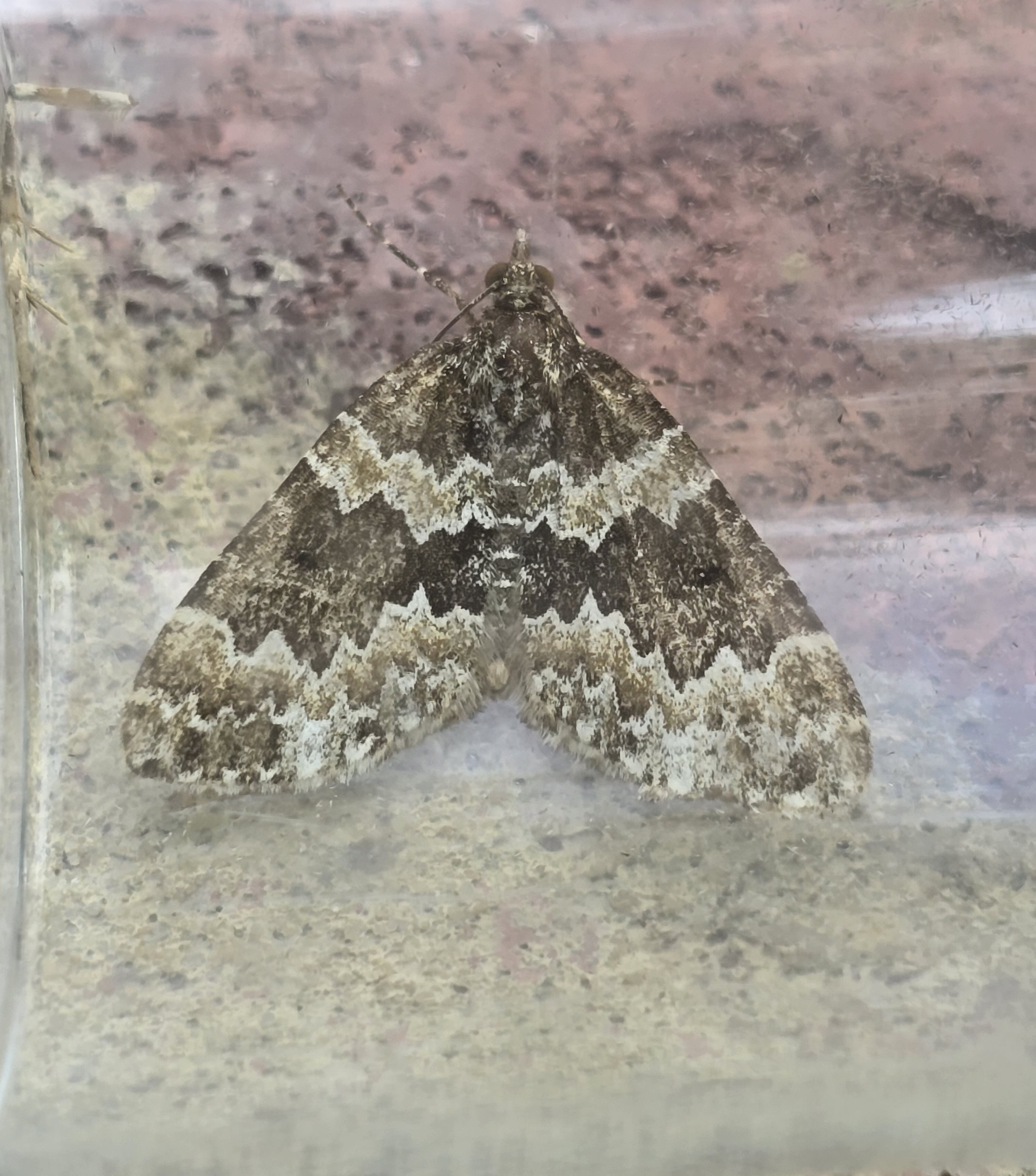Photo of Broken-barred Carpet (Electrophaes corylata)